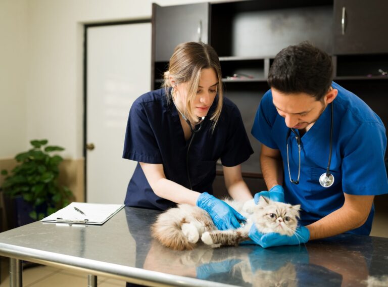 2-vets-examining-cat-shutterstock_1939464211-scaled