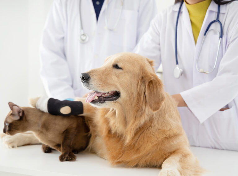 Veterinarian,Examining,Golden,Retriever,Dog,And,Cat,E,In,Vet Veterinarian,Examining,Golden,Retriever,Dog,And,Cat,E,In,Vet