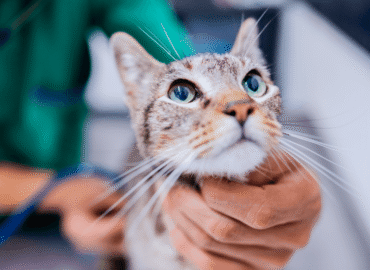 about_breaking-news-covetrus-unleashes-power-moves_vet-checking-cat-heartbeat_og