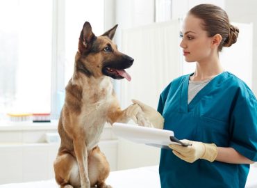 etudier medecine veterinaire
