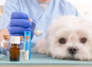 Pharmacies vétérinaires