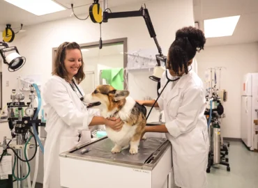 vet_tech_image_70Q@2x
